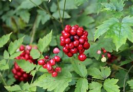 Image result for Actaea rubra Neglecta