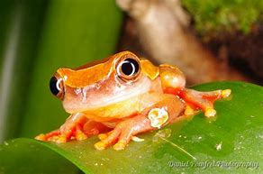 Image result for Clown Tree Frog