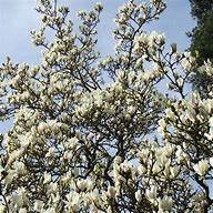 Image result for Magnolia x soulangeana Alba Superba