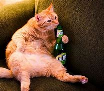 Image result for Cat Booze Meme