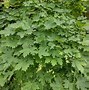 Image result for Acer Platanoides
