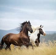 Image result for Horses Running Wallpaper HD Desktop