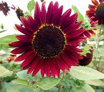 Image result for Purple Plum Sunflower