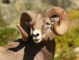 Image result for Types of Rams Animal