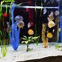 Image result for South American Cichlid Fish Types Rams
