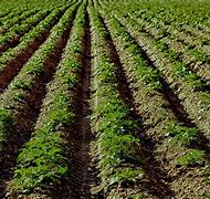 Image result for agriculgura
