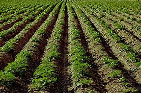 Image result for agricultuea