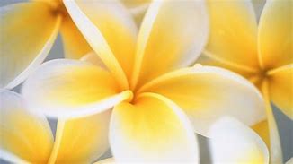 Image result for Yellow Flower Phone Wallpaper