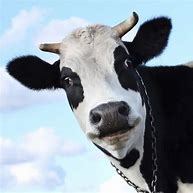 Image result for Cow Looking at Camera Meme