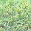Image result for Dull Mower Blade Effects
