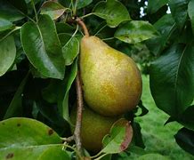 Bildergebnis für Pyrus communis Kriekpeer