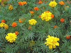 Image result for Marigold Color Chart