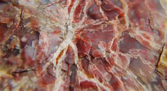 Image result for Where to Find Petrified Wood