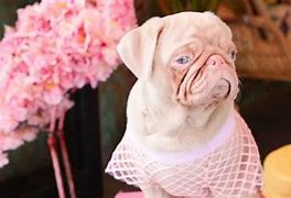 Image result for Pug Authentic