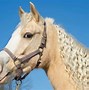 Image result for Palomino Horse Names