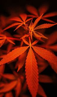 Image result for iPhone High Quality Photo Weed