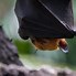 Image result for Largest Flying Fox Bat