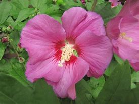 Image result for Hibiscus syriacus Russian Violet