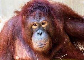 Image result for Apes with Hats