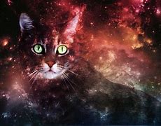 Image result for 1080X1080 Galaxy Cats