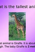 Image result for Tall Animals