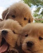 Image result for Cute Dogs Golden Retriever Puppy