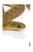 Image result for What Animals Snake Can Eat
