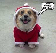 Image result for Happy New Year Dog Meme