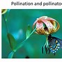 Image result for Pollinator for McIntosh Apple