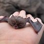 Image result for Fruit Bat Fursona