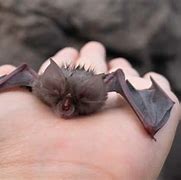 Image result for Baby Fruit Bat