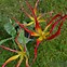 Image result for Tulipa acuminata