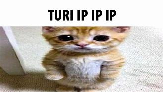 Image result for Turri IP IP IP Meme in Costume