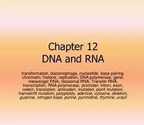 Image result for DNA and RNA Explianed