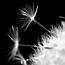 Image result for Noir Et Blanc Flower PNG