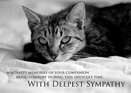 Image result for Cat Loss Sympathy Meme