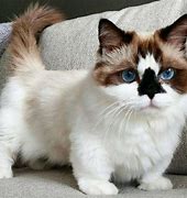 Image result for Mnchin Cat