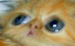 Image result for Ginger Cat Eye Twitch Meme