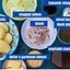 Image result for Potato Bake Taste Recipes Australia