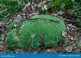 Image result for Pincushion Moss Cells Microscope