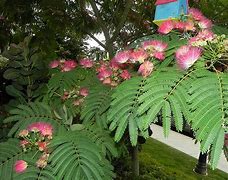 Image result for Mimosa Tree Blooms