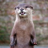 Image result for Adorable River Otter