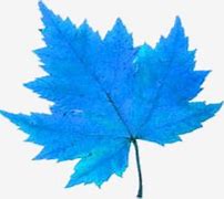 Image result for Blue Maple Leaf Clip Art