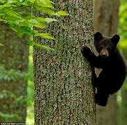 Image result for Cute Bear Cub Wallpaper
