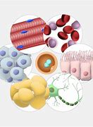 Image result for Somatic Cells Examples