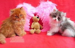 Image result for Cute Persian