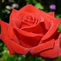 Image result for Rose Garden Lancaster PA