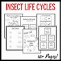 Image result for The Life Cycle of the Insect Vector