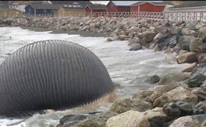 Image result for Blue Whale Explodes