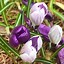 Image result for Crocus vernus Flower Record